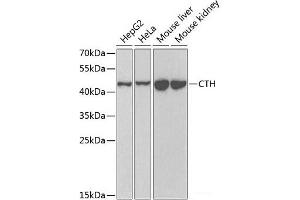 Western blot analysis of extracts of various cell lines using CTH Polyclonal Antibody at dilution of 1:1000. (CTH anticorps)