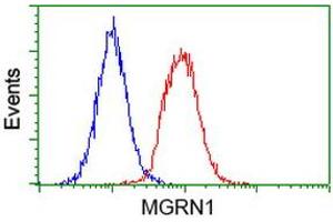 Image no. 3 for anti-Mahogunin, Ring Finger 1 (MGRN1) antibody (ABIN1499460) (Mahogunin RING Finger Protein 1 anticorps)