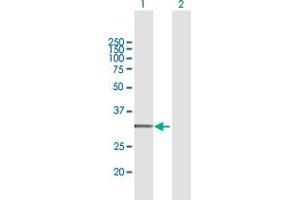 Western Blot analysis of CYC1 expression in transfected 293T cell line by CYC1 MaxPab polyclonal antibody.
