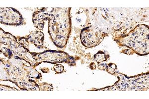 Detection of LIFR in Human Placenta Tissue using Polyclonal Antibody to Leukemia Inhibitory Factor Receptor (LIFR) (LIFR anticorps  (AA 522-691))