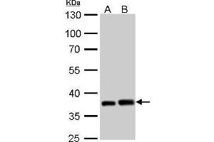 WB Image PEX19 antibody detects PEX19 protein by Western blot analysis.