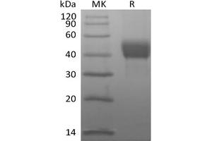 Western Blotting (WB) image for Tumor-Associated Calcium Signal Transducer 2 (TACSTD2) (Active) protein (His tag,Biotin) (ABIN7319894)