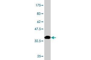 Western Blot detection against Immunogen (37. (SP110 anticorps  (AA 271-380))