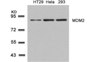 Image no. 2 for anti-Mdm2, p53 E3 Ubiquitin Protein Ligase Homolog (Mouse) (MDM2) (Ser166) antibody (ABIN319418) (MDM2 anticorps  (Ser166))