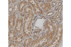 ABIN6267294 at 1/200 staining human kidney sections by IHC-P. (HSP27 anticorps  (pSer15))