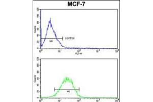 Flow cytometric analysis of MCF-7 cells (bottom histogram) compared to a negative control cell (top histogram). (Casein alpha S1 anticorps  (AA 42-70))