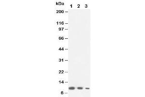 Western blot testing of Lymphotactin antibody and Lane 1:  recombinant mouse protein 10ng (XCL1 anticorps  (C-Term))