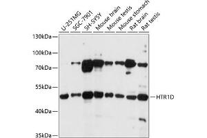 Western blot analysis of extracts of various cell lines, using HTR1D antibody (ABIN7270237) at 1:1000 dilution. (5HT1D anticorps  (AA 150-250))
