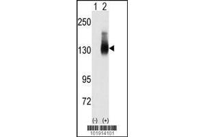Western blot analysis of Jag2 using JAG2 Antibody using 293 cell lysates (2 ug/lane) either nontransfected (Lane 1) or transiently transfected with the JAG2 gene (Lane 2). (JAG2 anticorps  (C-Term))