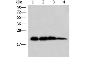 Western blot analysis of Rat brain tissue Hela HepG2 and A172 cell lysates using HPCAL1 Polyclonal Antibody at dilution of 1:1000 (HPCAL1 anticorps)