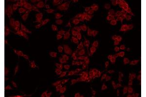 ABIN6274968 staining HepG2 by IF/ICC. (CPB2 anticorps  (Internal Region))
