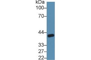 Western Blot; Sample: Rat Kidney lysate; Primary Ab: 5µg/ml Rabbit Anti-Rat ANGPTL4 Antibody Second Ab: 0.