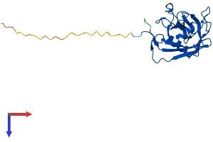 AlphaFold protein structure predicition of Human Recombinant PPIC Protein, UniprotID P45877