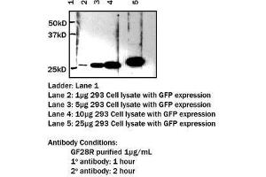 Image no. 1 for anti-GFP Tag (N-Term) antibody (ABIN790748) (GFP Tag anticorps  (N-Term))