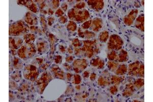 IHC image of ABIN7127597 diluted at 1:100 and staining in paraffin-embedded human salivary gland tissue performed on a Leica BondTM system. (Recombinant Lactoferrin anticorps)