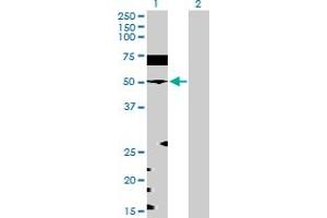 Western Blot analysis of EEF1G expression in transfected 293T cell line by EEF1G MaxPab polyclonal antibody. (EEF1G anticorps  (AA 1-437))