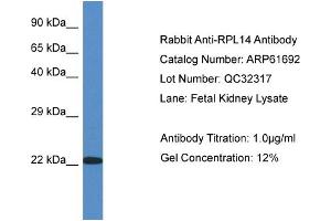 Western Blotting (WB) image for anti-Ribosomal Protein L14 (RPL14) (C-Term) antibody (ABIN2788870) (RPL14 anticorps  (C-Term))