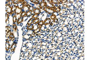 ABIN6260861 and ABIN6266513 at 1/100 staining Mouse kidney tissue by IHC-P. (CLDN10 anticorps  (C-Term))