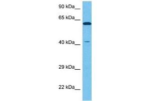 Host:  Rabbit  Target Name:  NR2E1  Sample Tissue:  Human NCI-H226 Whole Cell  Antibody Dilution:  1ug/ml (NR2E1 anticorps  (N-Term))