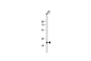 Anti-TPSAB1 Antibody (Center) at 1:1000 dilution + A431 whole cell lysate Lysates/proteins at 20 μg per lane. (TPSAB1 anticorps  (AA 61-87))