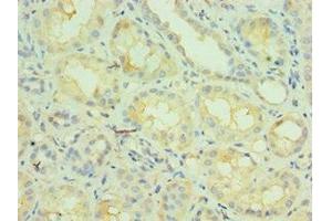 Immunohistochemistry of paraffin-embedded human kidney tissue using ABIN7161860 at dilution of 1:100 (NCOA4 anticorps  (AA 1-280))