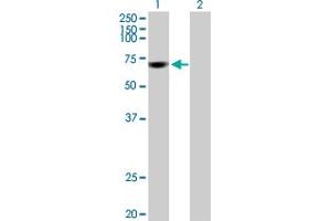 Western Blot analysis of FBXW7 expression in transfected 293T cell line by FBXW7 MaxPab polyclonal antibody. (FBXW7 anticorps  (AA 1-627))