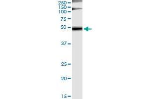 Immunoprecipitation of GRB7 transfected lysate using anti-GRB7 monoclonal antibody and Protein A Magnetic Bead , and immunoblotted with GRB7 MaxPab rabbit polyclonal antibody.