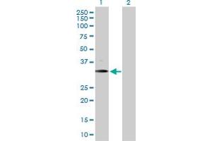 Western Blot analysis of BARHL1 expression in transfected 293T cell line by BARHL1 MaxPab polyclonal antibody. (BARHL1 anticorps  (AA 1-327))