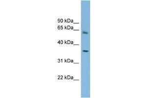WB Suggested Anti-PEX26 Antibody Titration: 0. (PEX26 anticorps  (Middle Region))