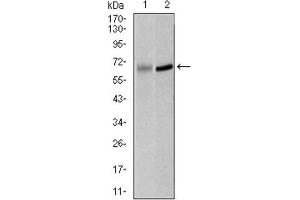 Western Blotting (WB) image for anti-Polo-Like Kinase 1 (PLK1) (AA 331-508) antibody (ABIN1844750) (PLK1 anticorps  (AA 331-508))