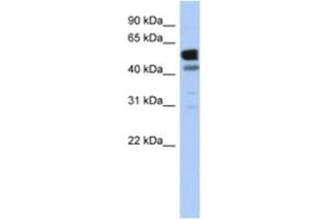Western Blotting (WB) image for anti-Lactate Dehydrogenase D (LDHD) antibody (ABIN2463930) (LDHD anticorps)