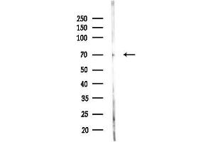 anti-Myb-Like Protein 1 (MYBL1) (Internal Region) antibody
