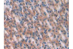 DAB staining on IHC-P; Samples: Rat Stomach Tissue