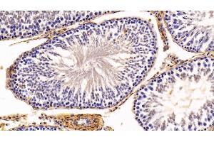 Detection of CAV1 in Rat Testis Tissue using Polyclonal Antibody to Caveolin 1 (CAV1)
