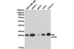Western blot detection of eIF4E in MDA-MB-468, ZR75-1, MCF7, T47D and CHO-K1 cell lysates using eIF4E mouse mAb (1:1000 diluted).