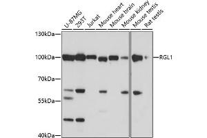 Western blot analysis of extracts of various cell lines, using RGL1 antibody (ABIN7269839) at 1:1000 dilution.