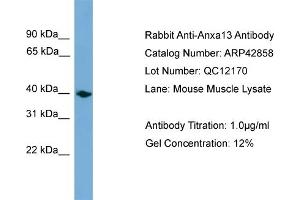WB Suggested Anti-Anxa13 Antibody Titration:  0. (Annexin A13 anticorps  (Middle Region))