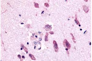 Anti-NEK9 antibody  ABIN1049093 IHC staining of human brain. (NEK9 anticorps)