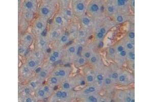IHC-P analysis of Kidney tissue, with DAB staining. (Protocadherin 1 anticorps  (AA 246-517))