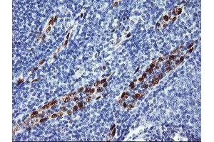 Image no. 1 for anti-ERG, ETS transcription factor (ERG) antibody (ABIN1498077)