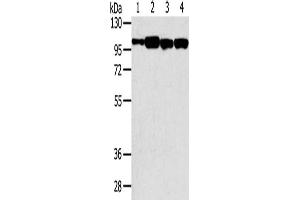 Gel: 6 % SDS-PAGE, Lysate: 40 μg, Lane 1-4: Hepg2 cells, TM4 cells, 293T cells, NIH/3T3 cells, Primary antibody: ABIN7192644(SRGAP1 Antibody) at dilution 1/200, Secondary antibody: Goat anti rabbit IgG at 1/8000 dilution, Exposure time: 20 seconds (SRGAP1 anticorps)