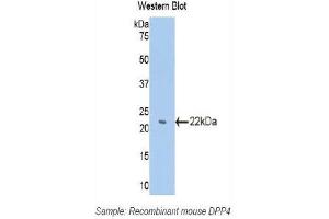 Western Blotting (WB) image for anti-Dipeptidyl-Peptidase 4 (DPP4) (AA 29-178) antibody (ABIN3207612) (DPP4 anticorps  (AA 29-178))