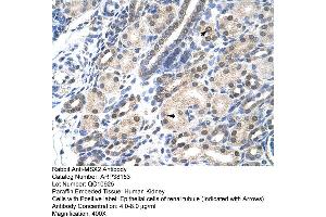 Human kidney (Msx2/Hox8 anticorps  (N-Term))
