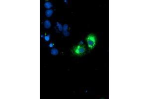 Anti-GOLM1 mouse monoclonal antibody (ABIN2455431) immunofluorescent staining of COS7 cells transiently transfected by pCMV6-ENTRY GOLM1 (RC200086). (GOLM1 anticorps)