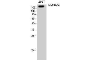 Western Blotting (WB) image for anti-Glutamate Receptor, Ionotropic, N-Methyl D-Aspartate 2D (GRIN2D) (Internal Region) antibody (ABIN3176373) (GRIN2D anticorps  (Internal Region))