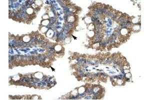 CHRNA1 antibody was used for immunohistochemistry at a concentration of 4-8 ug/ml to stain Epithelial cells of intestinal villus (arrows) in Human Intestine. (CHRNA1 anticorps  (C-Term))