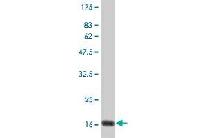 Western Blot detection against Immunogen (19. (IFNA2 anticorps  (AA 24-188))