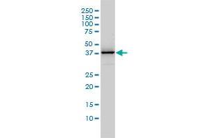 DNAJB4 monoclonal antibody (M01), clone 1H2-3G4 Western Blot analysis of DNAJB4 expression in Jurkat .