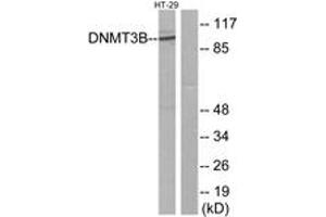Western blot analysis of extracts from HT-29 cells, using DNMT3B Antibody. (DNMT3B anticorps  (AA 1-50))