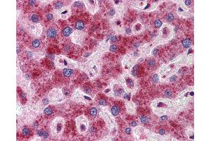 Anti-DYNLL1 antibody IHC of human liver.